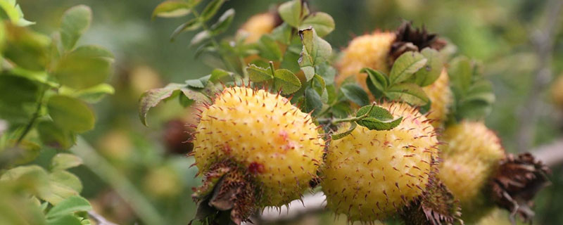 ����Ĺ�Ч������ ����ͼƬ